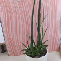 سانسوریا نیزه ای بسیار زیبا