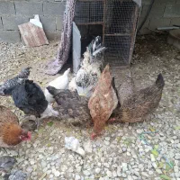 مرغ و خروس|حیوانات مزرعه|دوگنبدان, |دیوار