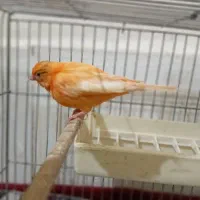 قناری قرمز مست|پرنده|تبریز, |دیوار