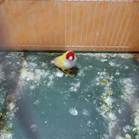 فروشی فنج خ
