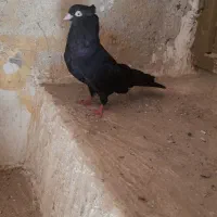 فروش فوری سه عدد زاغ آبادانی فقط دونه ای ۵۰۰