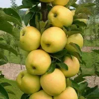 فروش نهال گلدن دلیشز رویال نهال|خدمات باغبانی و درختکاری|بوکان, |دیوار