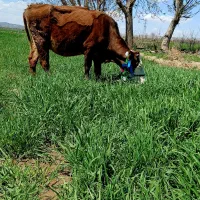 گاو سیمینتال اصل