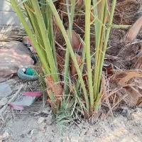 فروش پا جوش خاصویی|گل و گیاه طبیعی|جم, |دیوار