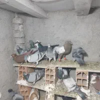 کفتر شهرستانی|پرنده|بومهن, |دیوار