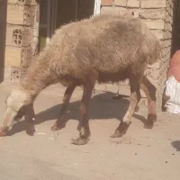 بره گوسپند|حیوانات مزرعه|مینودشت, |دیوار