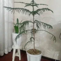 گل،کاج مطبق
