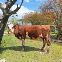 فروش گاو حامله سیمینتال