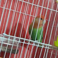 پرنده طوطی کوتوله