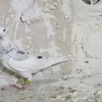 دوتا سار  نر کرمونی