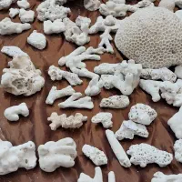 سنگ آکواریوم. ماهی|ماهی|شیروان (خراسان), |دیوار