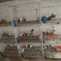 کبوتر پرشی.|پرنده|ساری, |دیوار