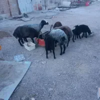 میش