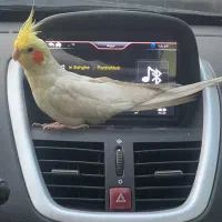 عروس هلندی نر گمشده