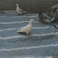 کبوترا غریب پرشی|پرنده|کلاردشت, |دیوار