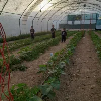 گلخانه ۳۰۰ متری|عمدهفروشی|بالا ولایت, |دیوار