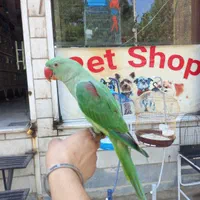 شاه طوطی جوجه|پرنده|کرج, شهرک اوج|دیوار