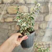 گل بنجامین ابلق بلک و لیمویی