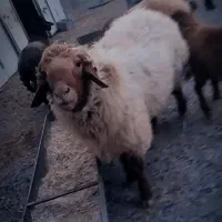 بره قوچ|حیوانات مزرعه|وردشت, |دیوار