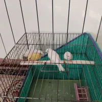 قناری|پرنده|کرمانشاه, |دیوار