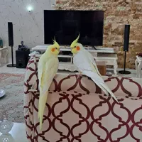 جفت عروس هلندی مولد