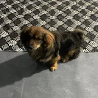 واگذاری رایگان سگ نژاد دار