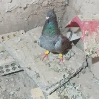 چندعددکبوتررنگی