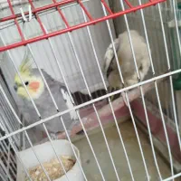 دو عدد عروس هلندی نر و ماده|پرنده|قدس, شهرقدس|دیوار