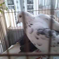 یک جفت کبوتر نر و ماده سالم سالم به شرط