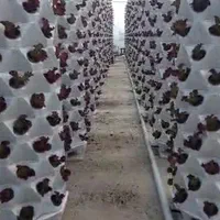 بستر کشت گلخانه هیدروپونیک و آیروپونیک