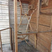 قفس پرنده چوبی مناسب تربیت پرنده|لوازم جانبی حیوانات|اهواز, شریعتی جنوبی|دیوار