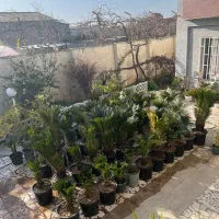 فروش سیکاس تک و عمده