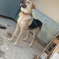 سگ ژرمن ماده