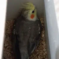 یک جفت عروس با یک  جوجه