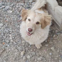 سگ بازیگوش|سگ|بردسکن, |دیوار