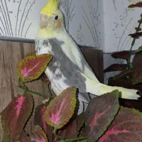 عروس هلندی ماده(لوتینو دوکت)۳ماه نیم.رام.و دستی