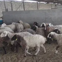 فروش میش آبستن داشتی|حیوانات مزرعه|قم, پردیسان|دیوار
