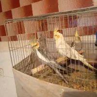 عروس هلندی
