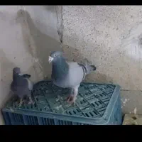 یک جفت کفتر آلمانی  نرماده سبز