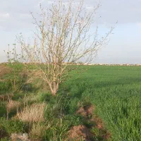 زمین کشاورزی|فروش زمین و ملک کلنگی|دشتابی, |دیوار