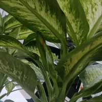 گل و گیاه|گل و گیاه طبیعی|ایذه, |دیوار