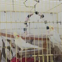 یک جفت عروس هلندی   ودو عدد عروس هلندی نر
