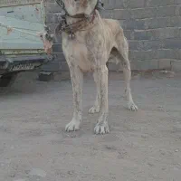 سگ خراسانی
