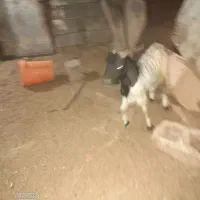 دوعدد بزنر|حیوانات مزرعه|بندر ماهشهر, |دیوار