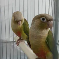 گرینچیک|پرنده|یزد, |دیوار