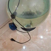 تنگ بزرگ و ماهی