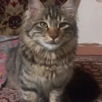 گربه خانگی پرشین|گربه|نمین, |دیوار