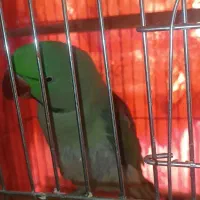 شاه طوطی نر|پرنده|نجف‌آباد, یزدانشهر|دیوار