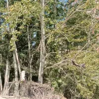 درخت کبوده|گل و گیاه طبیعی|فلارد, |دیوار