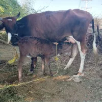 گاو‌با‌گوساله‌‌زه‌اول‌۵کیلو‌شیربازدید‌راونگ